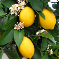 Citrusy