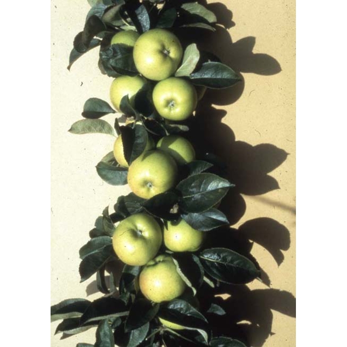 Jabloň - Malus domestica 'Bolero' - jesenná (stĺpová)