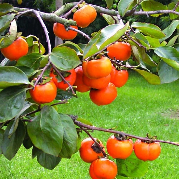 Ebenovník rajčiakový  - Diospyros kaki - Hurmi Kaki ´Tipo´ Co18L  km90  200/220