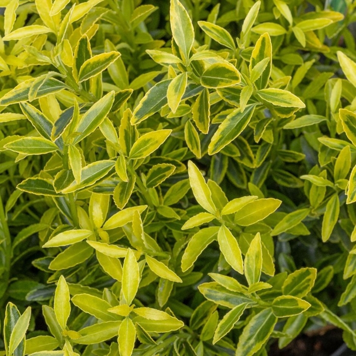 Bršlen japonský  - Euonymus japonicus 'Micophyllus Aureovariegatus' - 15/20cm