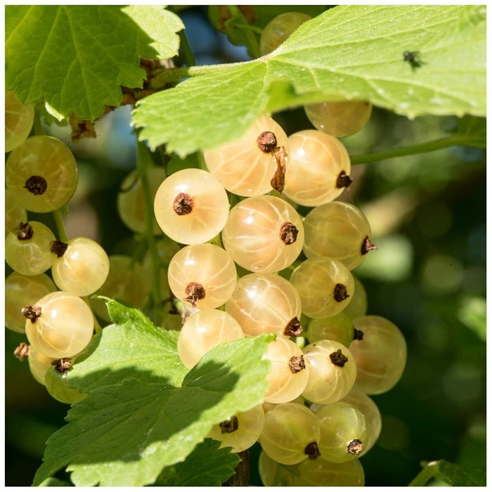 Ríbez?a biela - Ribes rubrum 'Witte Hollander' - 40cm