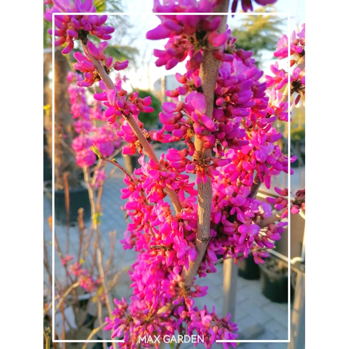 Judášovec čínsky  -  Cercis chinensis 'Avondale'  Co10L 50/60