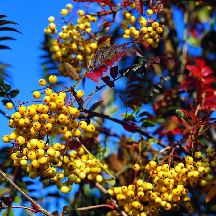 Sorbus arnoldiana ´Golden Wonder´ Co18L 8/10