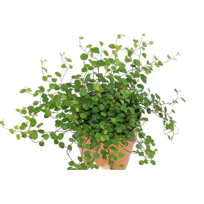 Muehlenbeckia