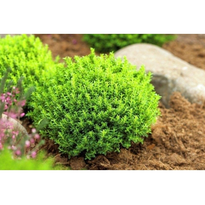 Hebe ´Green Globe´  P12