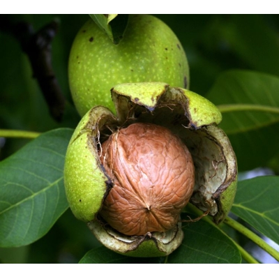 Orech vlašský - Juglans regia 'Apollo'