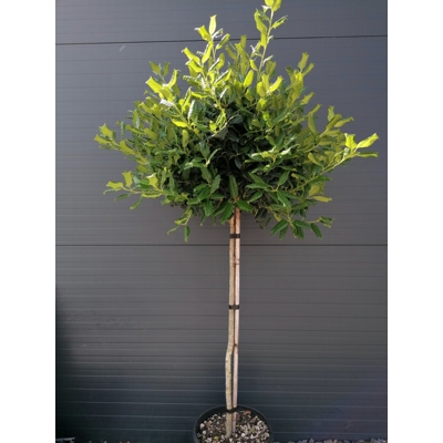 ILEX X NELLIE R. STEVENS - na 100cm kmeni