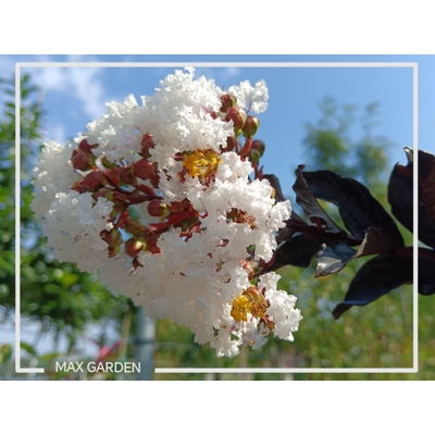 Myrta krepová fialová - Lagerstroemia indica ´Black Solitaire Pure White´  Co10L 70/90