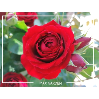 Ruža popínavá -voňavá - Rosa ´EDITH PIAF ®´ Co5L 180/200