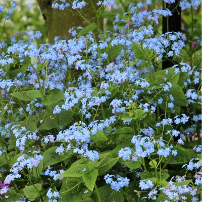 Brunnera macrophylla