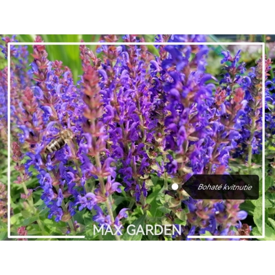 Salvia nemorosa ´Deep blue´ P17