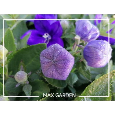 Platycodon grandiflorus 'Astra Blue'  P10,5