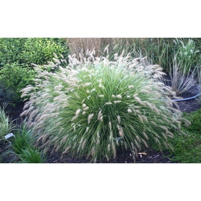 Perovec psiarkovitý - Pennisetum alopecuroides 'Little Bunny´