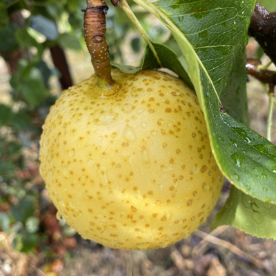 Hruška ázijská - Pyrus ´Shinseiki´ Co7,5L