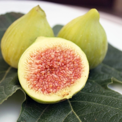 Figovník - Ficus carica ´San Pietro Mirko´ - 30/40cm