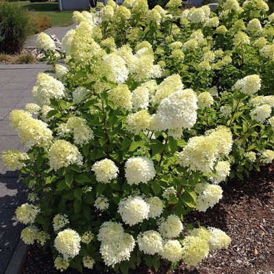 Hortenzia metlinatá - Hydrangea Paniculata  ´Bobo®´ - 50/60cm