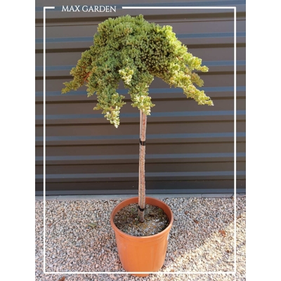 Borievka poliehavá - Juniperus procumbens ´Nana´- na 80cm kmeni