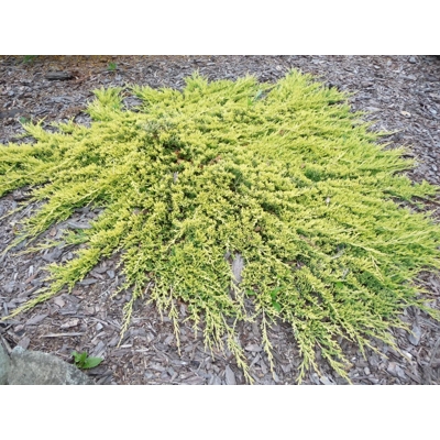 Borievka rozprestretá  - Juniperus horizontalis 'Golden Carpet' - 15/20cm