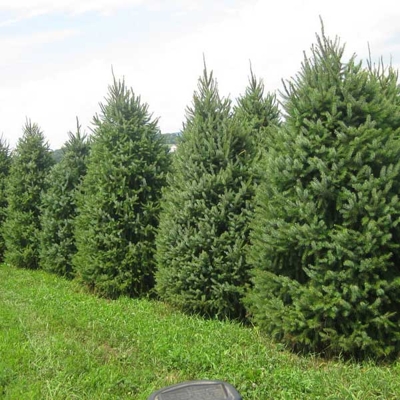 Smrek omorikový-balkánsky - Picea omorika ´Smaragd´- 30/40cm