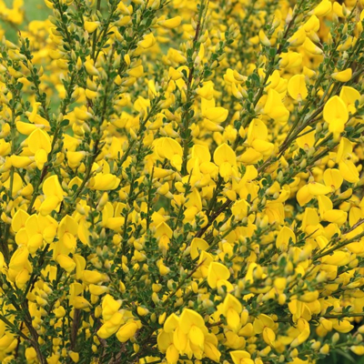 Zanoväť - Cytisus praecox  'Lena' P15 30/40
