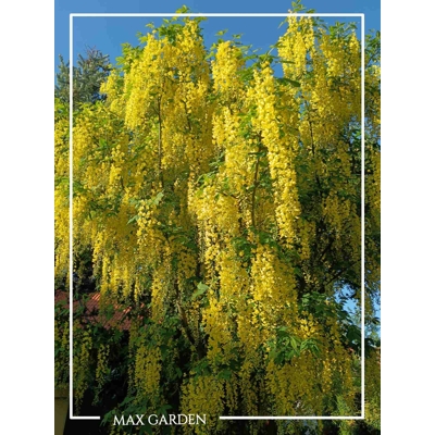 Štedrec hybridný - Laburnum ´Watereri Vossii´ Co10L km80/100