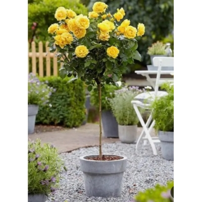 Ruža na kmienku - Rosa Topolina - žltá - na 40cm kmienku