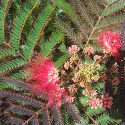 Albízia - Albizia julibrissin Co20L  - vysokokmeň  6/8