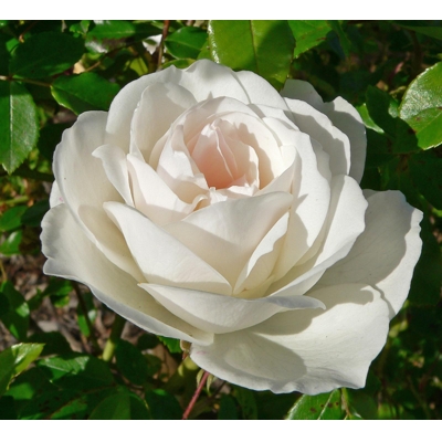 Ruža záhonová - Rosa floribunda ´Korbin´ - veľkokvetá biela Co3L