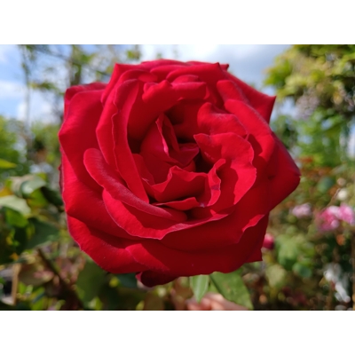 Ruža popínavá -voňavá - Rosa ´EDITH PIAF ®´ Co5L 180/200