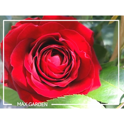 Ruža popínavá -voňavá - Rosa ´EDITH PIAF ®´ Co5L 180/200