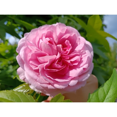 Ruža popínavá -voňavá - Rosa ´EDITH PIAF ®´ Co5L 180/200