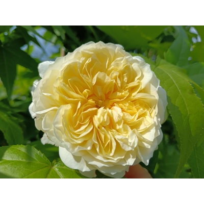 Ruža popínavá -voňavá - Rosa ´EDITH PIAF ®´ Co5L 180/200
