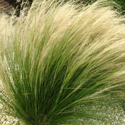 Kavy? - Stipa tenuissima 'Pony Tails'