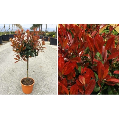 Červienka, Fotínia - Photinia fraseri ´Red Robin´ Co10L  1/2 kmeň