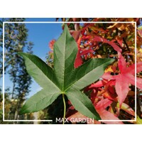 Ambrovník styraxový - Liquidambar styraciflua ´Gum Ball´ Co18L - vysokokmeň
