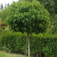 Ambrovník styraxový - Liquidambar styraciflua ´Gum Ball´ Co18L - vysokokmeň