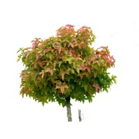 Ambrovník styraxový - Liquidambar styraciflua ´Gum Ball´ Co18L - vysokokmeň