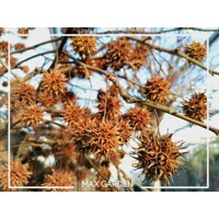 Ambrovník styraxový - Liquidambar styraciflua ´Gum Ball´ Co18L - vysokokmeň