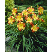 Ľaliovka – Hemerocallis Frans Hals