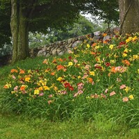 Ľaliovka – Hemerocallis Frans Hals