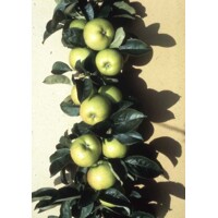Jabloň - Malus domestica 'Bolero' - jesenná (stĺpová)