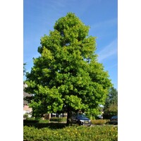 ?aliovník tulipánokvetý - Liriodendron tulipifera - 200/250cm