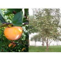Ebenovník rajčiakový  - Diospyros kaki - Hurmi Kaki ´Tipo´ Co18L  km90  200/220