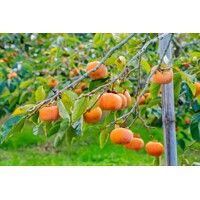 Ebenovník rajčiakový  - Diospyros kaki - Hurmi Kaki ´Tipo´ Co18L  km90  200/220