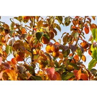 Ebenovník rajčiakový  - Diospyros kaki - Hurmi Kaki ´Tipo´ Co18L  km90  200/220