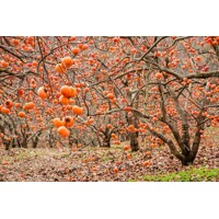 Ebenovník rajčiakový  - Diospyros kaki - Hurmi Kaki ´Tipo´ Co18L  km90  200/220