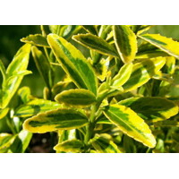 Bršlen japonský  - Euonymus japonicus 'Micophyllus Aureovariegatus' - 15/20cm