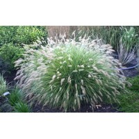 Perovec psiarkovitý - Pennisetum alopecuroides 'Little Bunny´