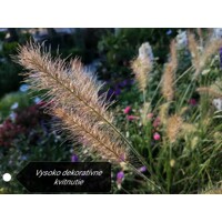 Perovec psiarkovitý - Pennisetum alopecuroides 'Little Bunny´