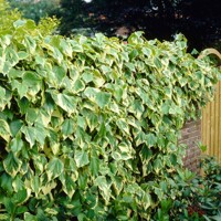 Bre?tan kolchický -Hedera colchica ´Dentata Variegata´ - 60/80cm
